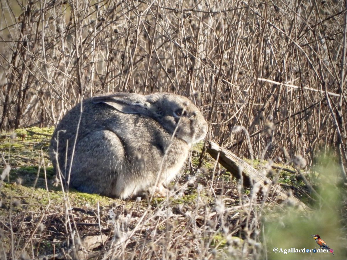 Un paseo por los barrancos #Alameda #CazaFotografica #conejo #lavanderablanca #perdiz #jilguero