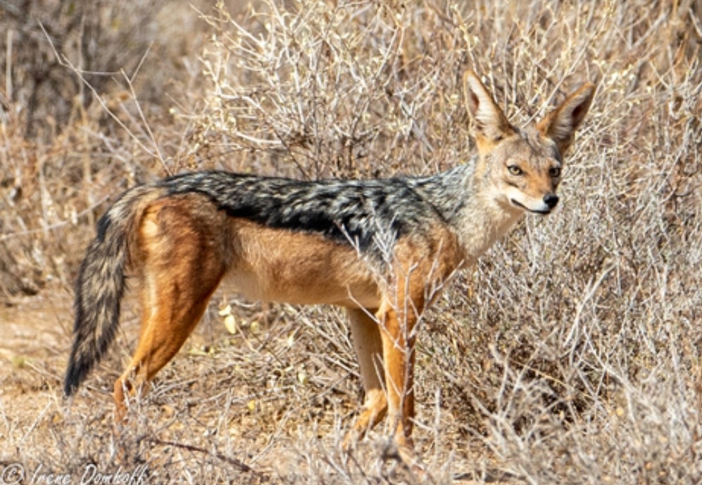 Aquí el chacal de lomo negro, Canis mesomelas , conocido miembro africano de esta familia de cánidos, como sus parientes suelen cazar solo o en parejas, contando ocasionalmente con la ayuda de un hijo de la anterior camada..
