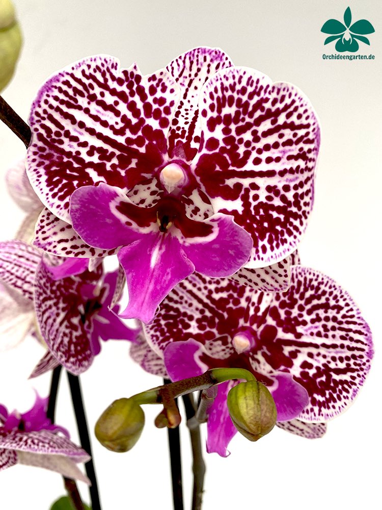 OrchIDEENKarge's tweet photo. Da will wohl eine ´ne dicke Lippe riskieren 👄🤡😝.
OrchIDEE: Phalaenopsis Biglip
#orchideen #orchidee #orchideengarten #orchids #orchid #dahlenburg #lüneburg #niedersachsen #orchideenliebe #orchideenblüte #orchidaceae #phalaenopsis #biglip #dickelippe https://t.co/BmUU3G0BTz