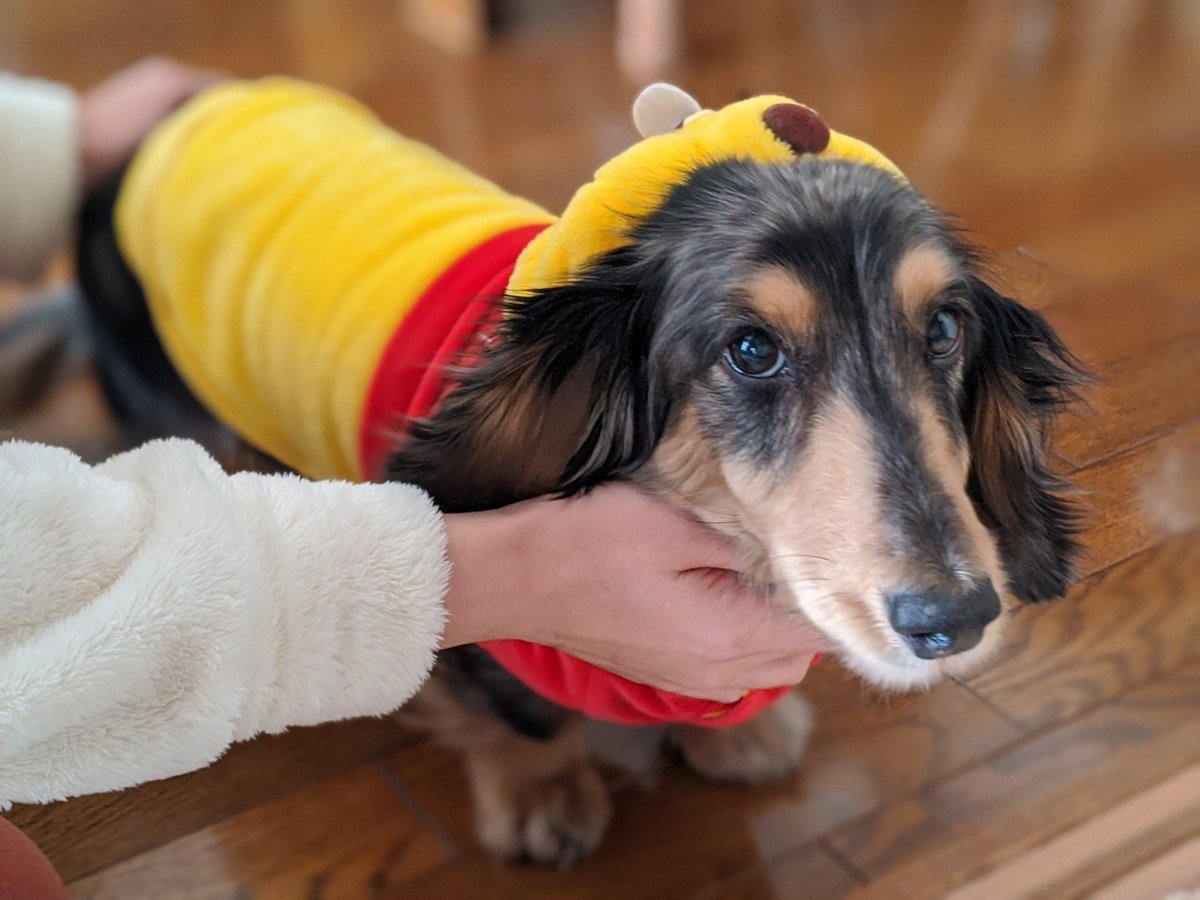 猫被り Lee 世界一可愛い犬種の宇宙一可愛い子のうちの子 うちの子だけしか出ないから1位確定 うちの子だけ選手権 愛犬の可愛さ 世界一可愛い 宇宙で1番 丈足りてない