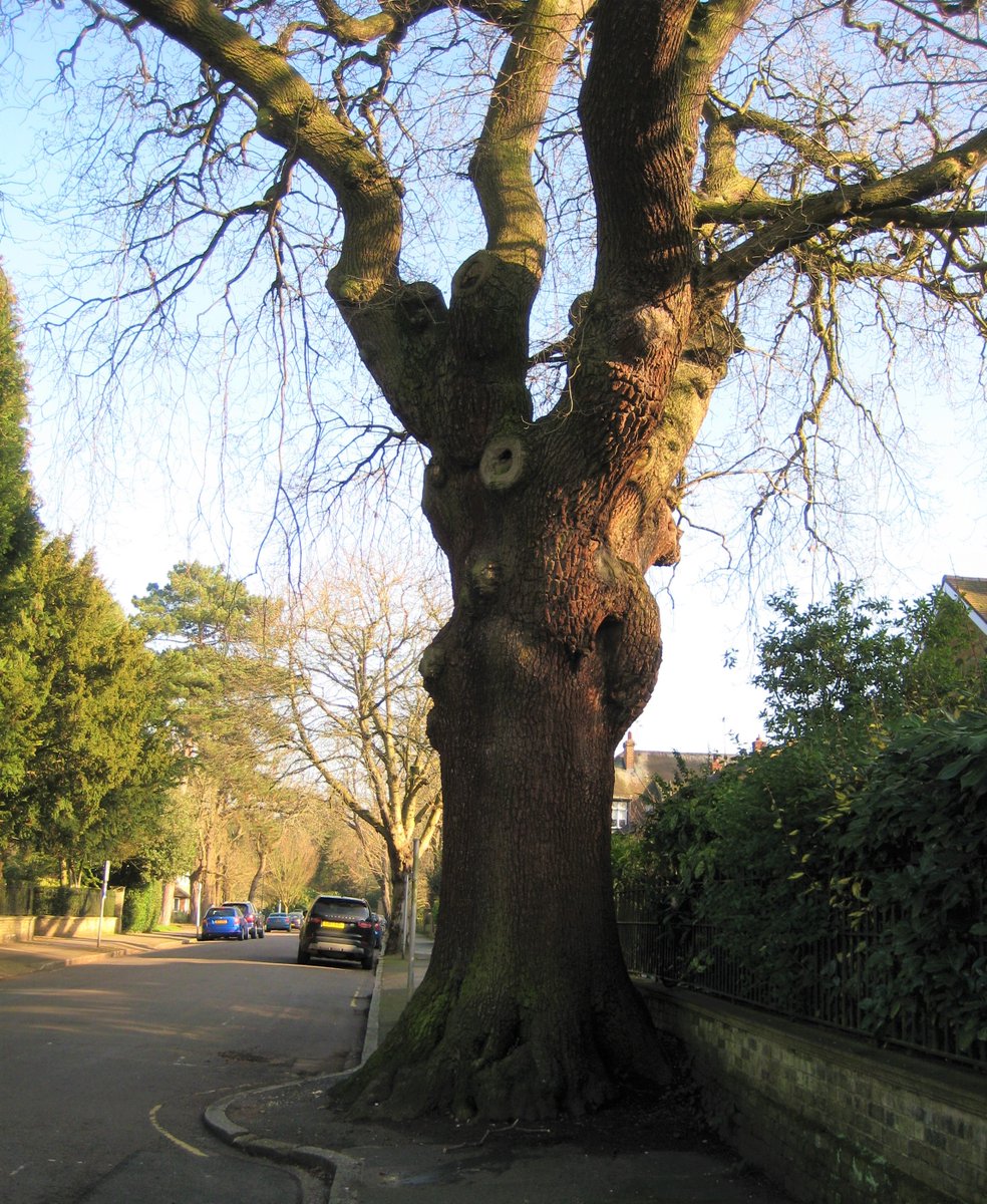 ThamesPathNT's tweet photo. #ownthestreet 
In Cambridge Park between @TurnersHouse and the #ThamesPath 
Someone puts biscuits in the hole at the base and the squirrels love them!
@TiCLme 
@TheStreetTree 
@UrbanTreeFest 
@walkngclasshero 
@ruths_gallery 
@twickerati https://t.co/TSCDeI2p7e
