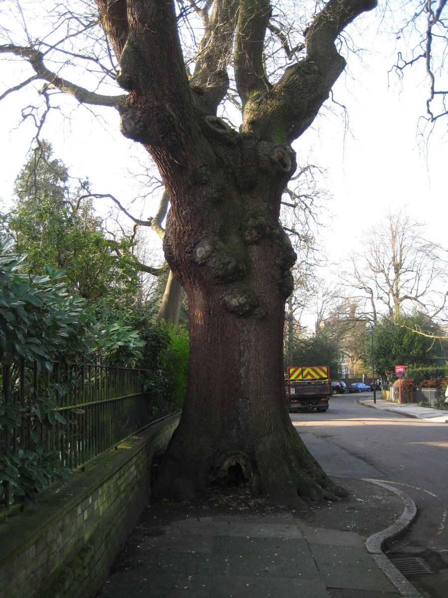 ThamesPathNT's tweet photo. #ownthestreet 
In Cambridge Park between @TurnersHouse and the #ThamesPath 
Someone puts biscuits in the hole at the base and the squirrels love them!
@TiCLme 
@TheStreetTree 
@UrbanTreeFest 
@walkngclasshero 
@ruths_gallery 
@twickerati https://t.co/TSCDeI2p7e
