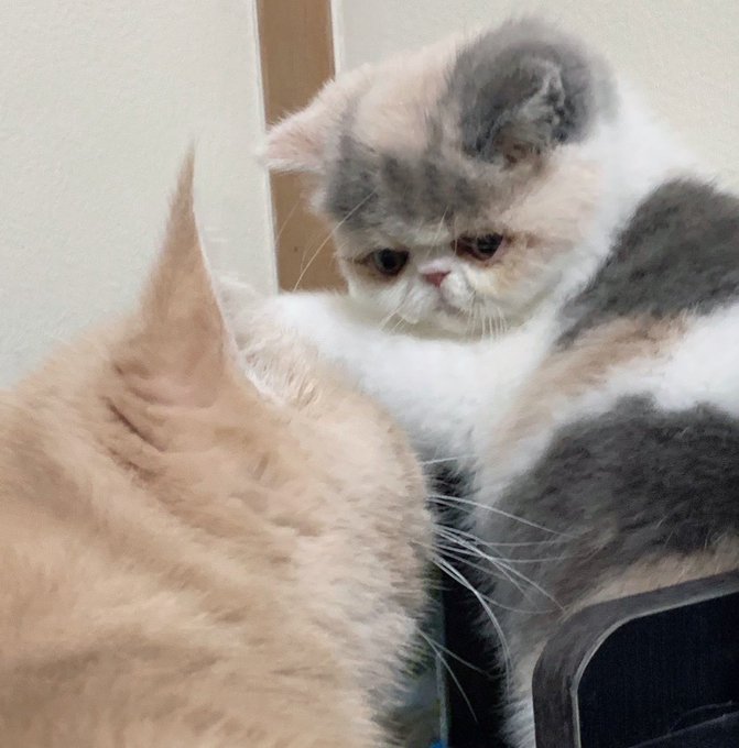 エキゾチックショートヘアのtwitterイラスト検索結果 古い順