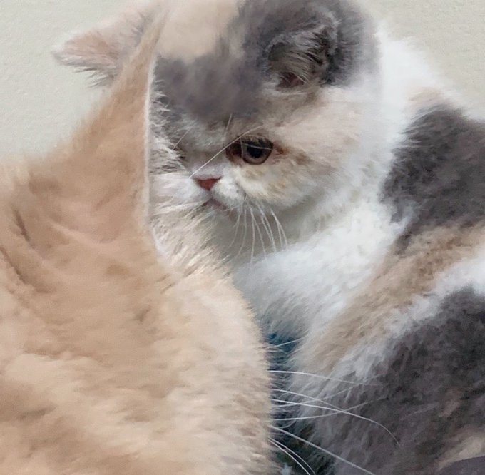 エキゾチックショートヘアのtwitterイラスト検索結果 古い順