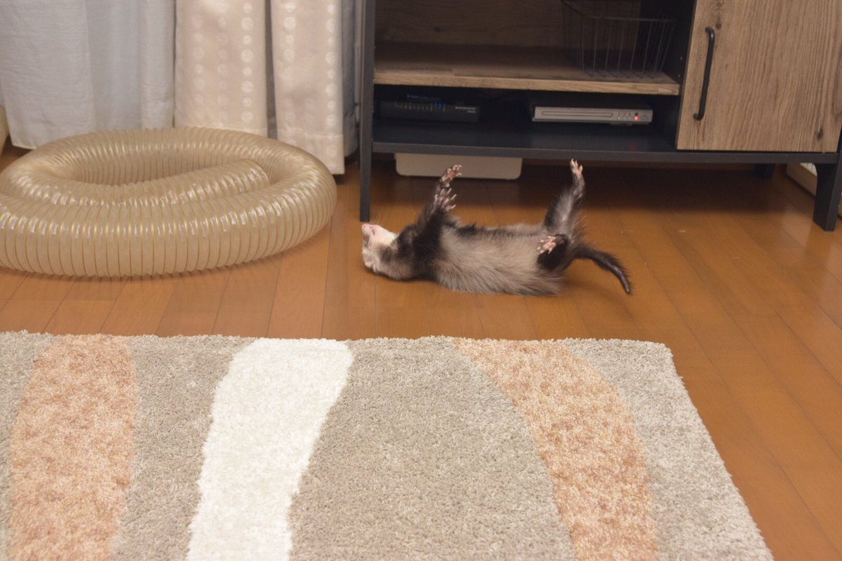 kaho_ferret's tweet photo. https://t.co/slSlJFBDKp