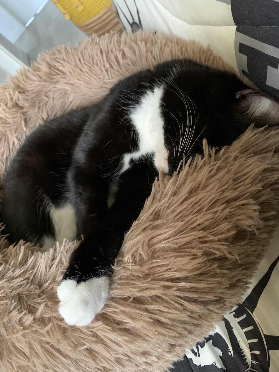 FaonTetard's tweet photo. @mythiXTrinity Ça a l’air d’aller par ici https://t.co/aaqTakqZtA