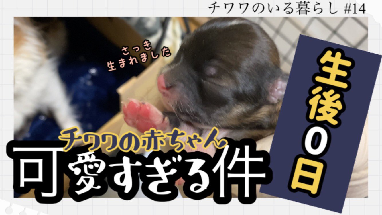チワワのいる暮らし こてつところんとテト ロイ Kotetsu Koron Twitter