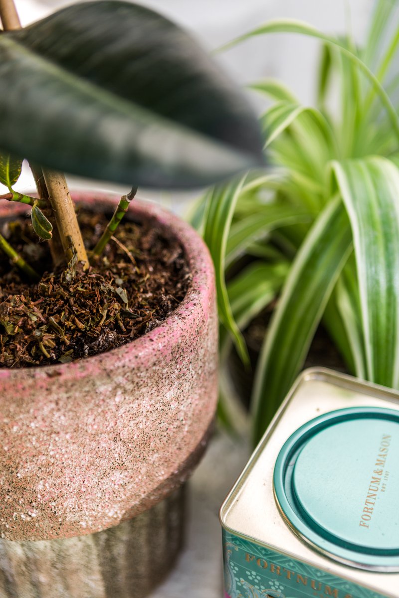 Fortnums's tweet photo. One of the simplest ways to recycle used tea-leaves at home is as a fertiliser for potted plants or flowerbeds; there's no need to dry them, simply transfer from teapot to plantpot and watch your flowers flourish!
Psst! More Loose #FortnumTea tips... > https://t.co/LW6xibZ0uz https://t.co/hdrQGSxHNg