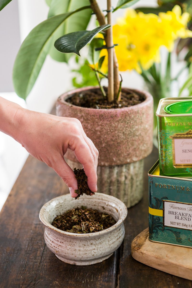 Fortnums's tweet photo. One of the simplest ways to recycle used tea-leaves at home is as a fertiliser for potted plants or flowerbeds; there's no need to dry them, simply transfer from teapot to plantpot and watch your flowers flourish!
Psst! More Loose #FortnumTea tips... > https://t.co/LW6xibZ0uz https://t.co/hdrQGSxHNg