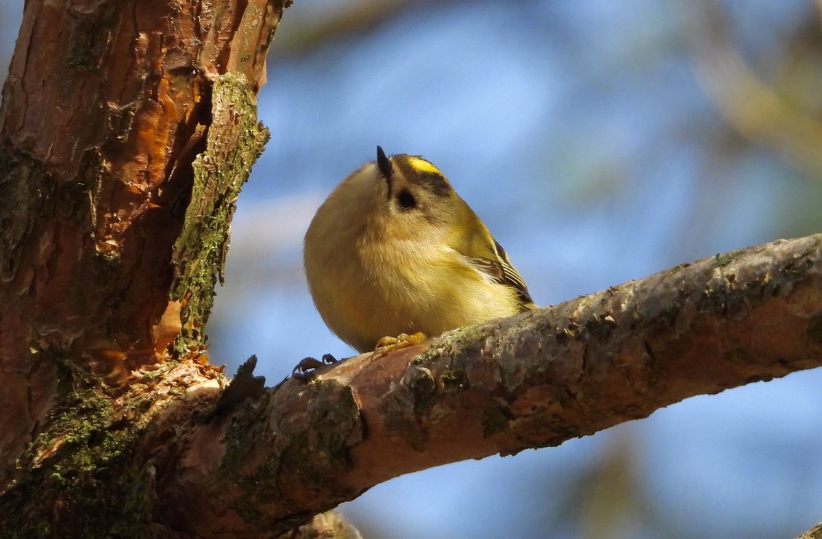 GaryBlack1970's tweet image. “Goldcrest with the cute look”💚💛

All Photos Support @welfare_one Please give them a follow!

@WWFScotland @NatureUK @wildlife_birds  @BBCSpringwatch @SIBirdClub #nature #photography #birdtonic  #TwitterNatureCommunity #NotAlone #Winterwatch