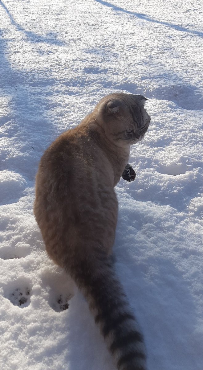 Sie ist einfach dazu gemacht im Schnee fotografiert zu werden