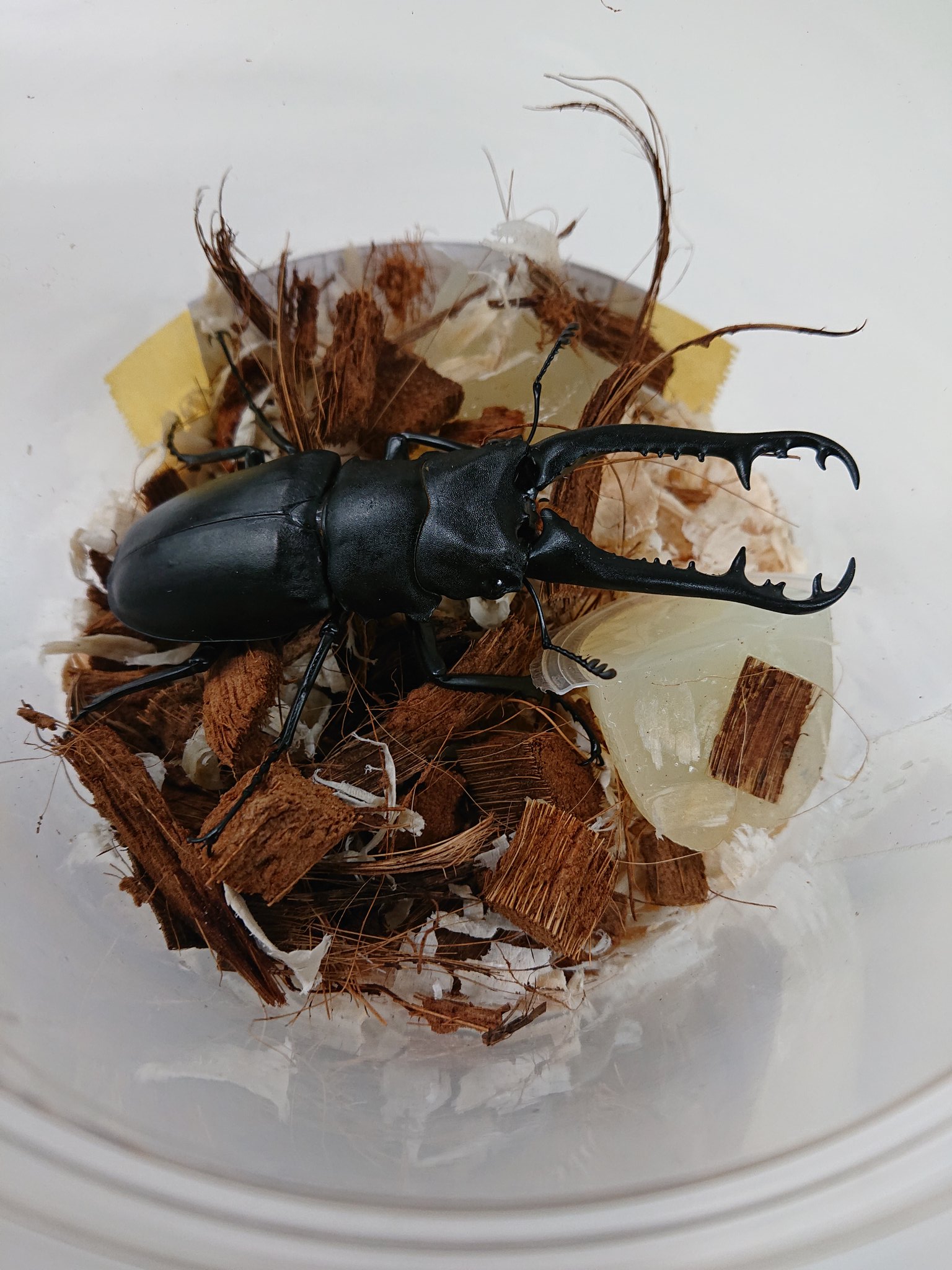かねだい我孫子店 入荷しました フローレスギラファ クワガタ 昆虫