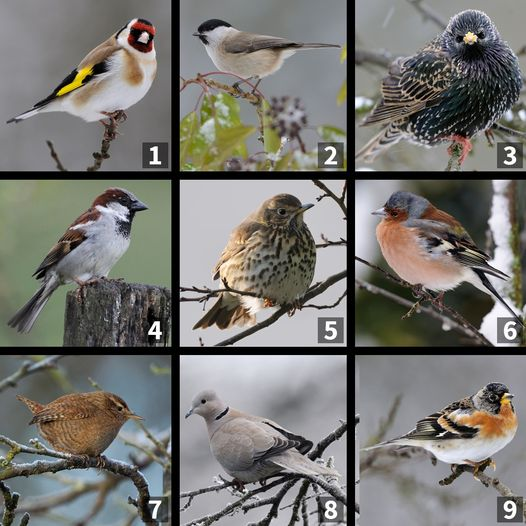 voici les réponses. 1 Chardonneret élégant. 
 2 Mésange nonnette. 3 Etourneau sansonnet
4 Moineau domestique. 5 Grive musicienne
 6 Pinson des arbres. 7 Troglodyte mignon 
 8 Tourterelle turque. 9 Pinson du Nord
Merci à tous pour votre participation