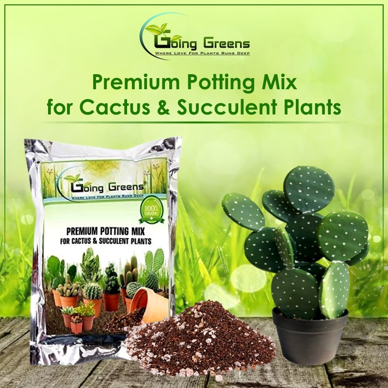 Going_Greens's tweet photo. Premium Potting Mix for Cactus &amp; Succulent Plants

You can buy this from our online website #Goinggreens    https://t.co/QhrdX8aaKQ https://t.co/jySF35TcIa