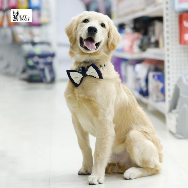 justdogsindia's tweet image. Bow Bow! Ready for February?

#Valentinesmonth #justdogs #doglifestye