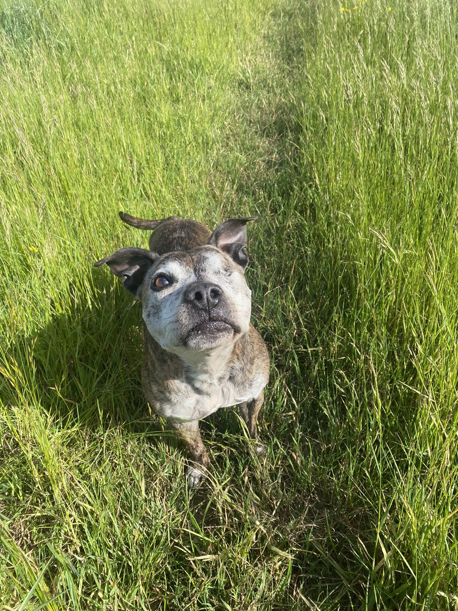Rosie the brindle staff🐶 tweet media