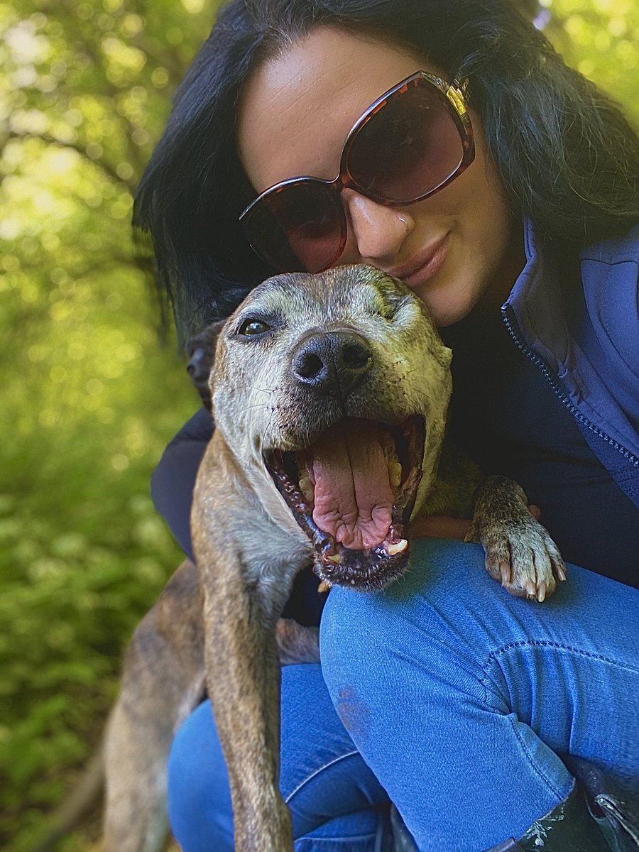 Rosie the brindle staff🐶 tweet media