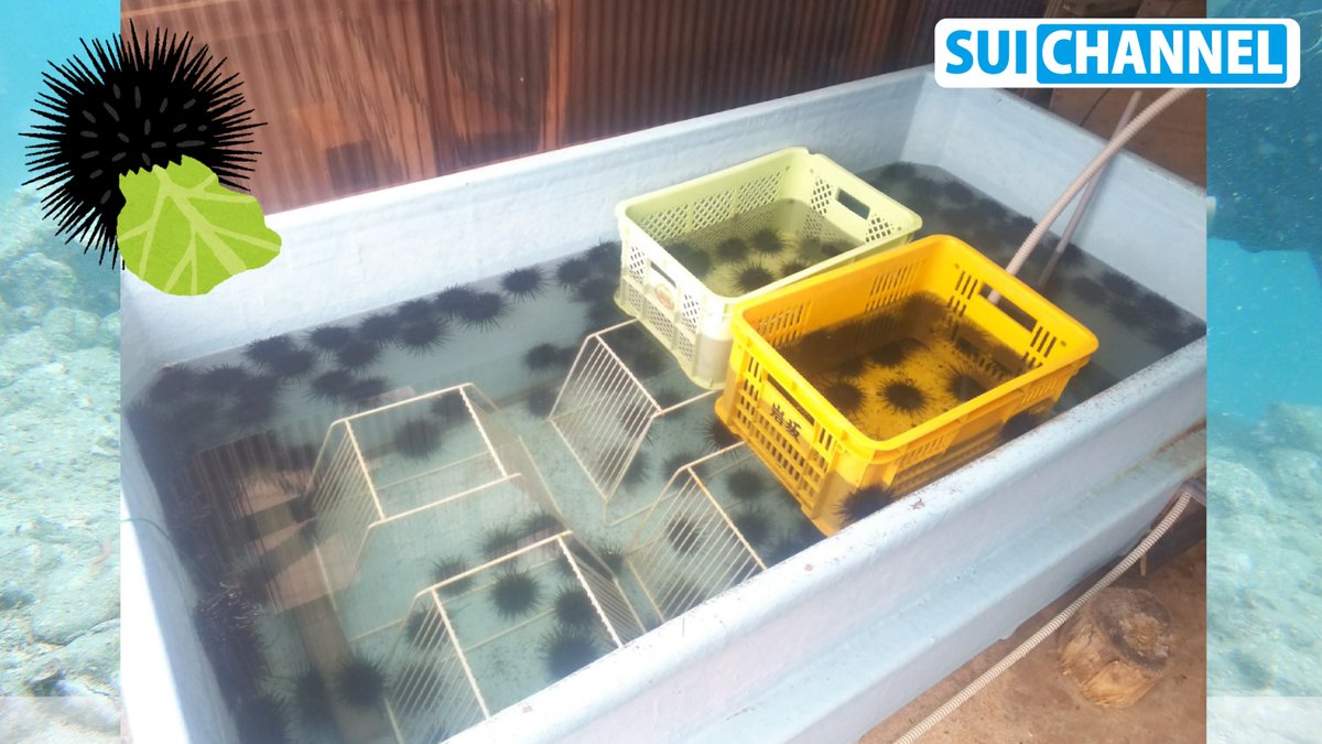 Sui Channel 私がキャベツウニを飼育した時の実体験と そこから見えた課題を動画にしてみました 正直 テロップ解説なので見辛いと思いますが メディアでは言われてない部分を知りたい方はぜひご覧さい キャベツでウニを1000匹育てたけど無理だった話 Sui Channel 私がキャベツウニを飼育した時の実体験と そこから見えた課題を動画にしてみました 正直 テロップ解説なので見辛いと思いますが メディアでは言われてない部分を知りたい方はぜひご覧さい キャベツでウニを1000匹育てたけど無理だった話