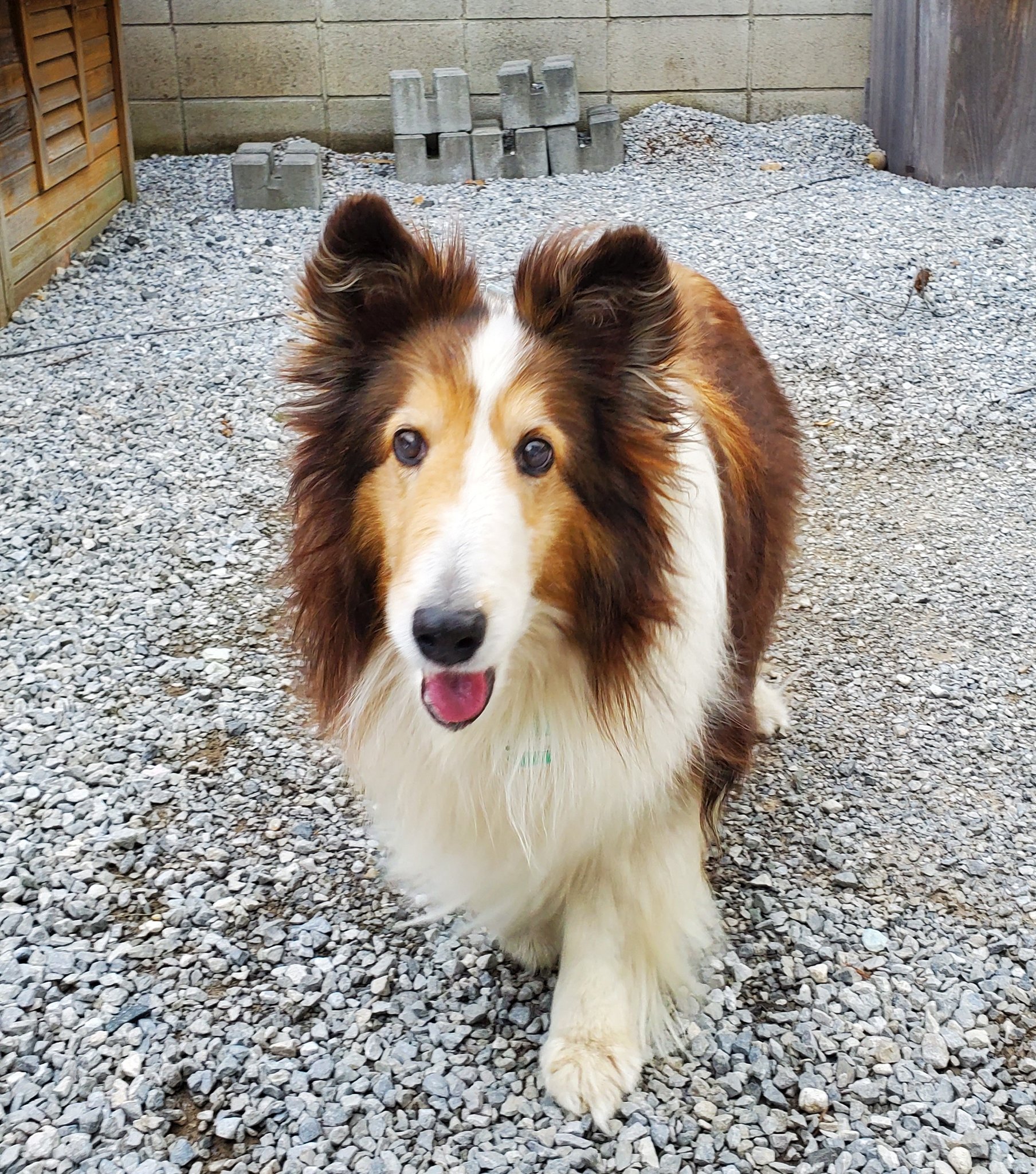 早川なおひで 飼っていた犬が急に亡くなってしまいました 朝は元気にご飯を食べて小走りしていたのに 今月27日で15歳に 長生きしてくれました 家族みんな大泣きしてしまいました ペット葬でja足利レインボーさんにお世話になりました とても親切に