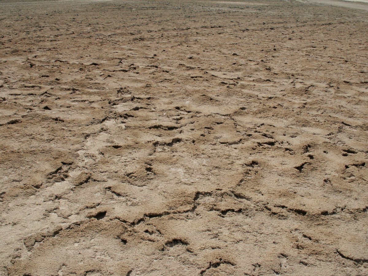 StephenLokier's tweet photo. Degraded #halite polygons in the #supratidal zone of the #sabkha. The brown colour is due to the trapping of wind-blown dust.  Decaying polygon margins result from dissolution by dew in the early hours of the morning. Details here: https://t.co/hqXmmlhzfG

#SabkhaImageOfTheDay https://t.co/NngC8FyVTt