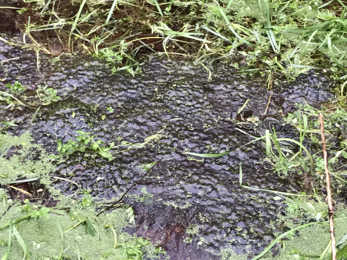sarah_tunney_'s tweet photo. Lovely walk around #northdevonnt #heddonvalley this morning. Great to see so much frogspawn in the ponds too. Might be a bit damp out there, but signs of spring are everywhere ☺️🐸🌷🌼 https://t.co/yGh7znAd5y