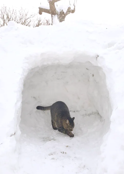 庭の雪が壁になった…
穴掘ってカマクラにしよう?
猫(マロ)が入ってきて床を掘り掘り?
マロも手伝ってくれるの?
微笑ましく見ていたら…? 