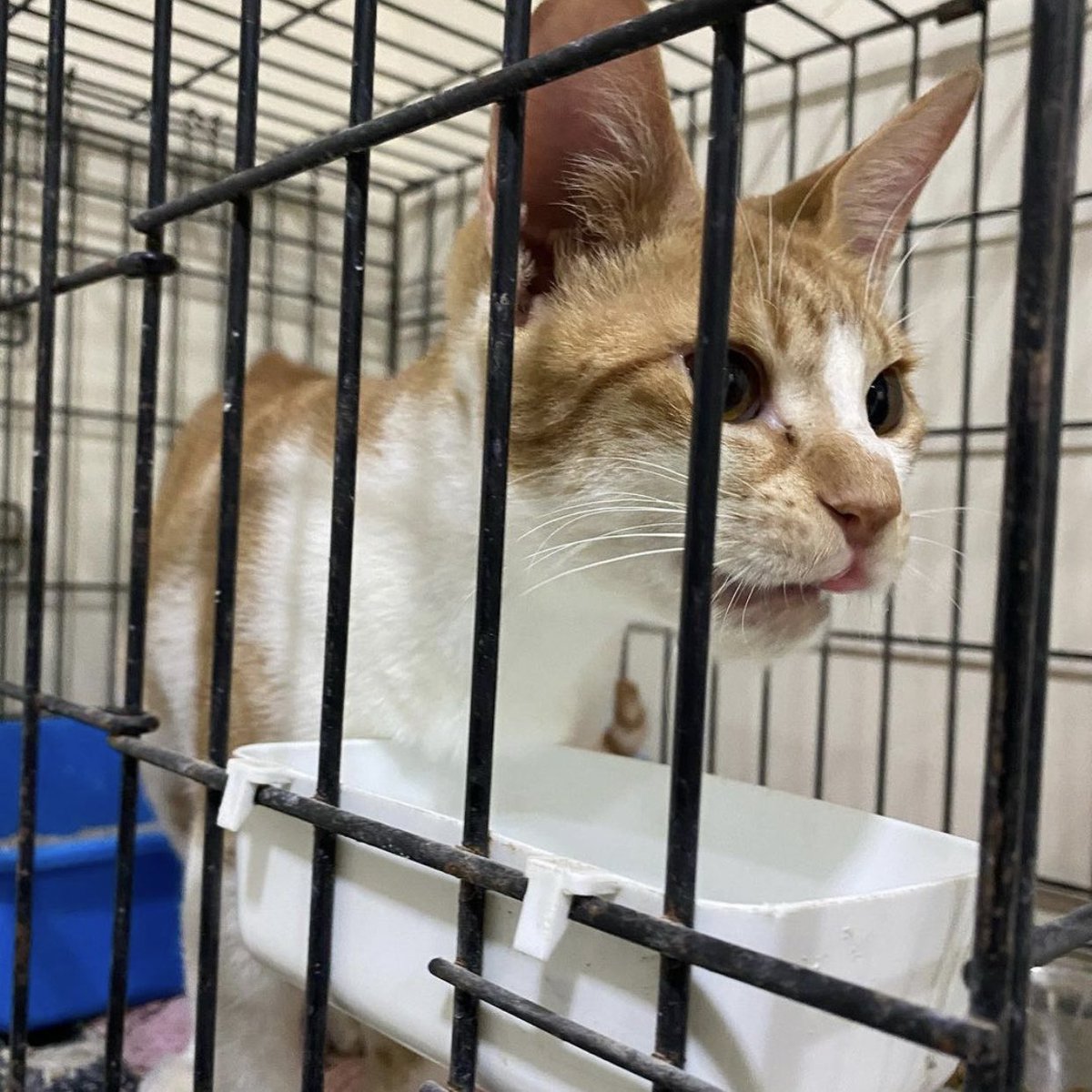 Bahrain_Rescues's tweet photo. this sweet boy who we named fries was ran over by a delivery motorcycle &amp; unfortunately got severely injured, good news! he is fully recovered and thriving but we still need to cover his vet bills🤍🐾 to donate dm for benifit pay🤍 https://t.co/XZ8xmxgKbS