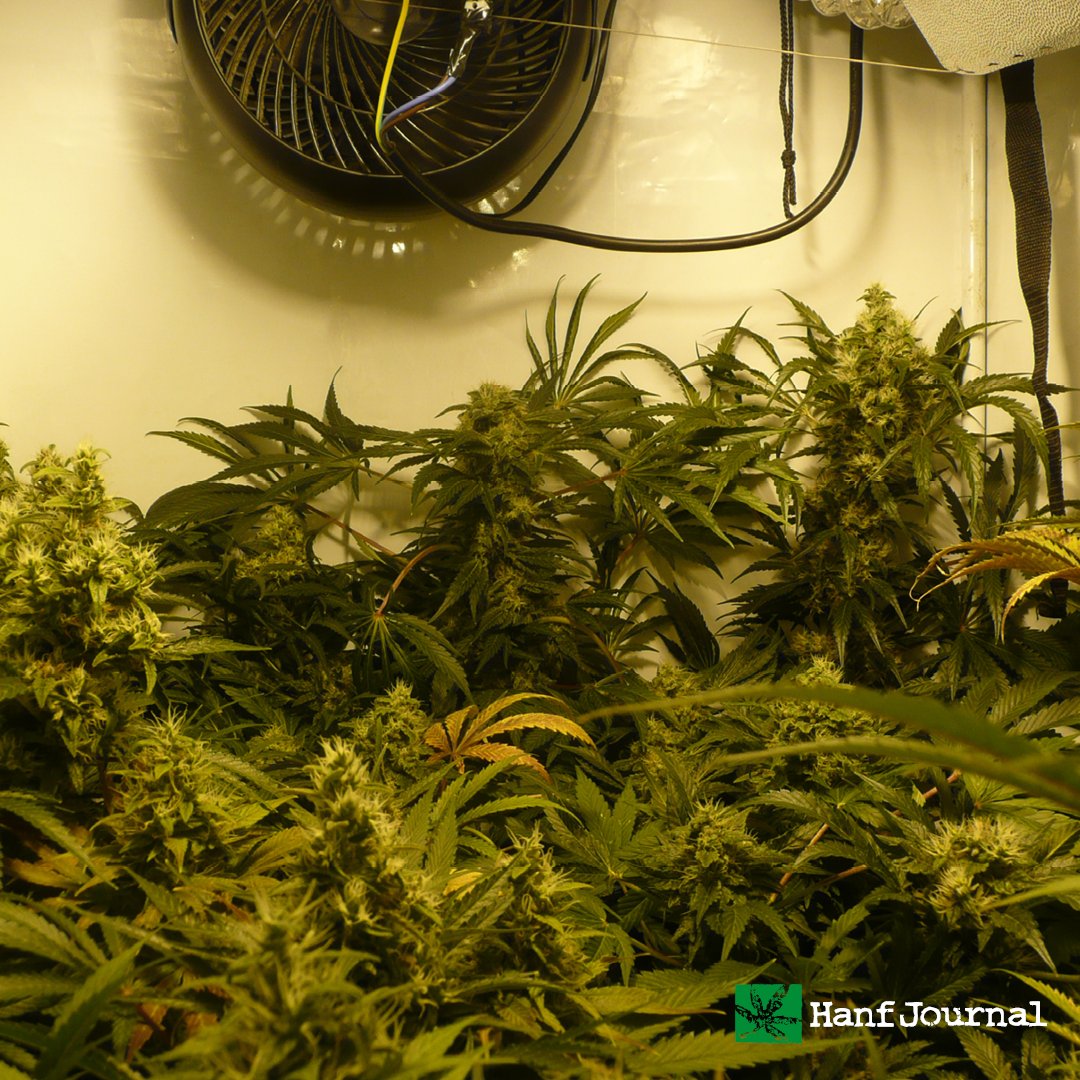 hanfjournal's tweet photo. Hanf Journal Daily
#hanfjournal #daily #hajo_daily #hanf #archive #cannabis #legalization https://t.co/McC7iD15cB https://t.co/R7KkzVCNm8
