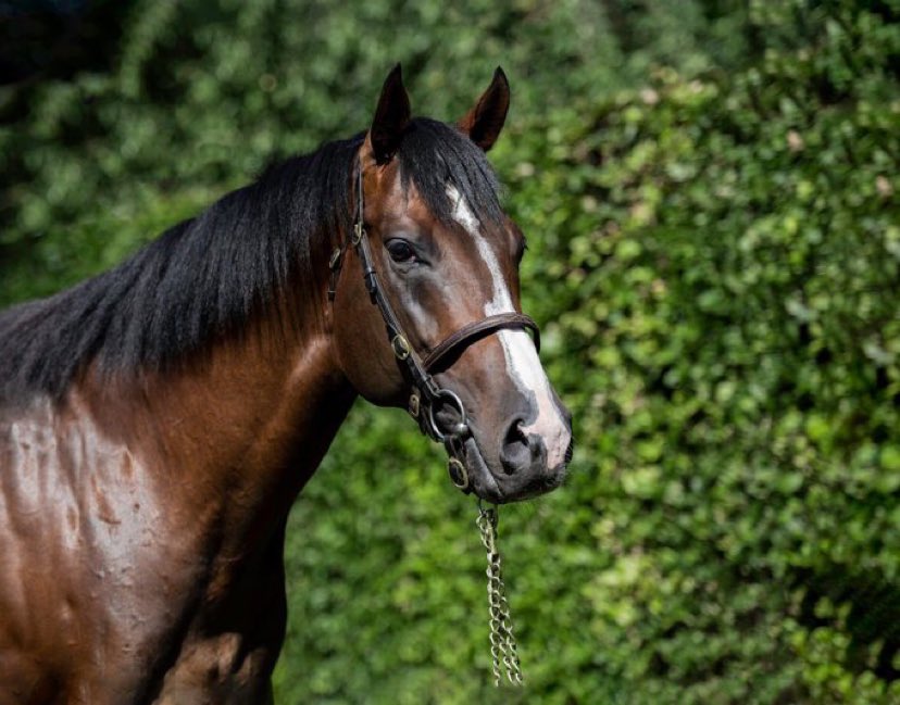 NatStudStallion's tweet photo. 🔥ADVERTISE🔥

Record-breaking sprinter with 3️⃣ Gr.1 wins at 2 and 3!🇬🇧🇮🇪🇫🇷

High-class book of over 1️⃣0️⃣0️⃣ mares already booked for the 2021 season inc multiple Stakes Winners/Producers &amp; siblings to Classic Winners! 

Top reviews on first foals👏

☎️ Call today to discuss! https://t.co/zJiaMtb4QF