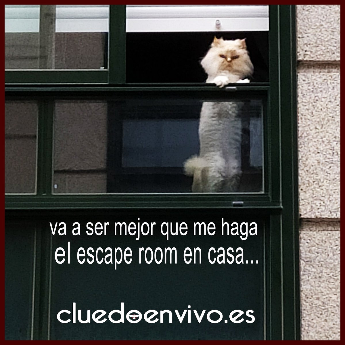 los🐈son seres con inteligencia innata,vamos a sacarle partido a estas fechas, el #ocioseguro continúa y es posible, con nuestros #juegosdemisterioPDF   nuestros #cluedoPDF #escaperoomPDF , para todas las edades 👪👭👬cluedoenvivo.es 𝘢𝘺𝘶𝘥𝘢 𝘰𝘯𝘭𝘪𝘯𝘦 𝘨𝘳𝘢𝘵𝘪𝘴