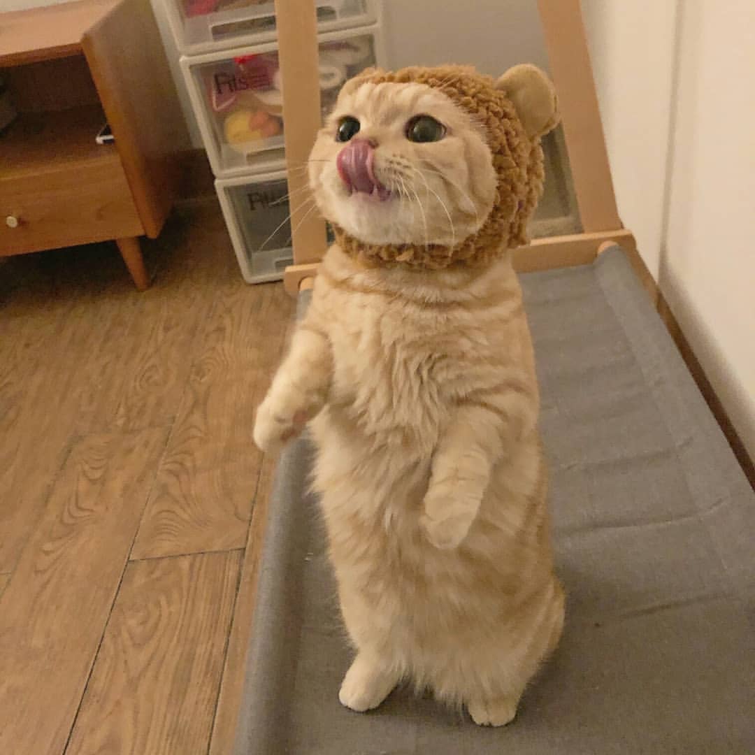 Sweetie pie Jia

#CatsOfTwitter #cats #CuteCat #CuteCats #cuteness #cutenessoverload