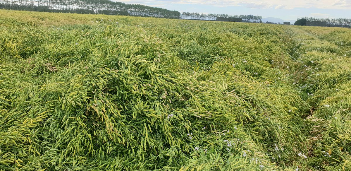 Allan Lill 🇳🇿 tweet media