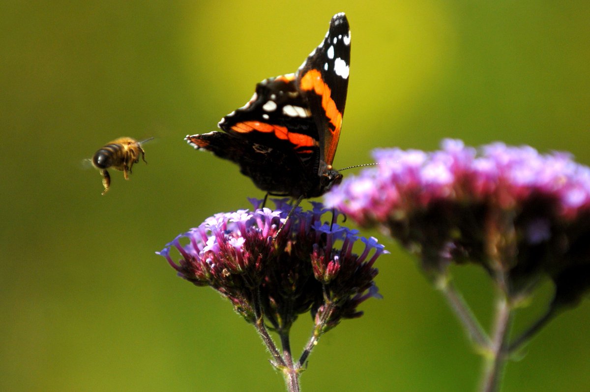 stevep1407's tweet image. #NaturePhotography #nature #bee #butterfly #flower #flowerphotography #flowers