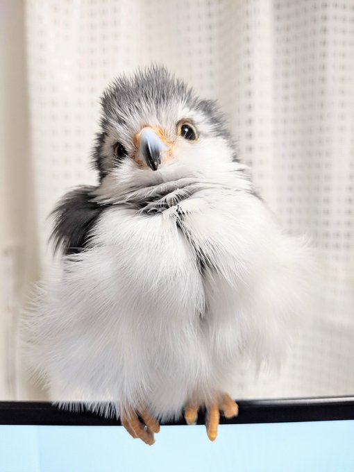 ピグミーファルコンのtwitterイラスト検索結果