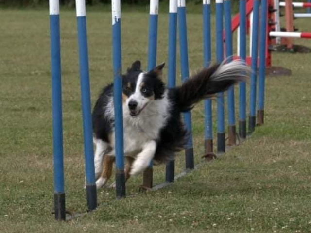 AngelaBorntoRun's tweet photo. Core Conditioning For Dogs comes to Suffolk https://t.co/2iCtNILqBq @ATMediaMag @DogsMonthly @bordercolliefc @VinceTheVet #dogsoftwitter #dogfitness #dogmassage #caninemassage #livinglife #borntorun #coreconditioning https://t.co/nx6Pnc6wL4