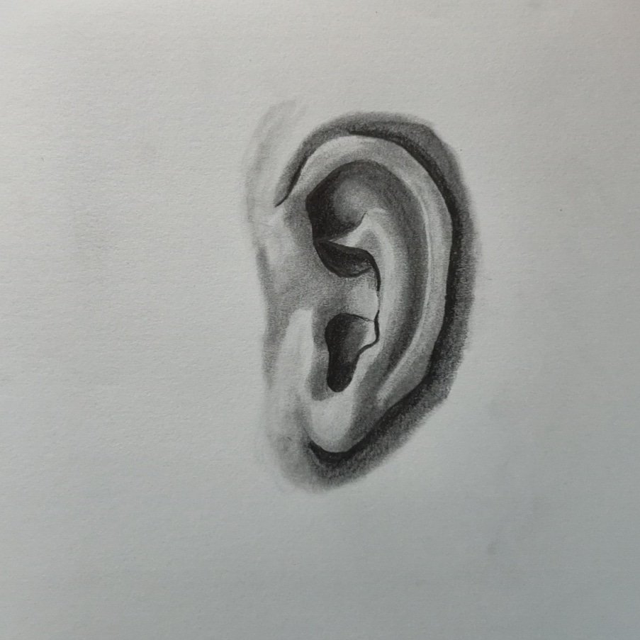 Detail of ear pencil drawing on white paper Stock Photo  Alamy