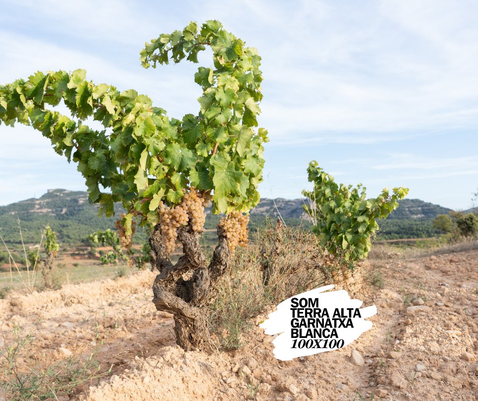 doterraalta's tweet photo. Els vins de la #dota estan elaborats sobretot amb #garnatxablanca, el 90% de tota la garnatxa blanca de Catalunya es cultiva aquí i n'és la varietat emblema. 
De fet hi ha un distintiu de garantia específic: 𝗧𝗲𝗿𝗿𝗮 𝗔𝗹𝘁𝗮 𝗚𝗮𝗿𝗻𝗮𝘁𝘅𝗮 𝗕𝗹𝗮𝗻𝗰𝗮 𝟭𝟬𝟬𝗫𝟭𝟬𝟬 https://t.co/QP4jVbT1Vl