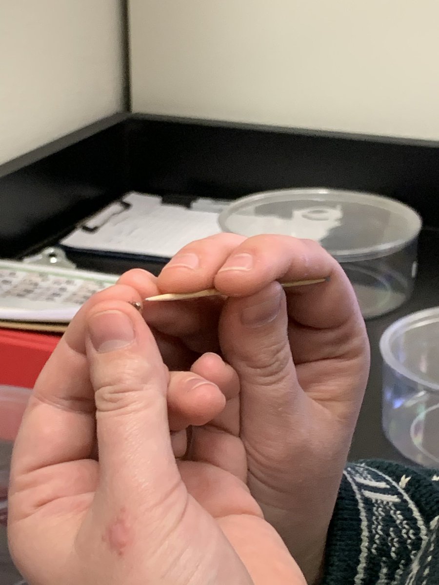 SteinLabOU's tweet photo. Big science starts small! Luckily our grad student, @GatchLaura , is great at painting juvenile spiders! 🕷💅 https://t.co/UKcV0nFd9p