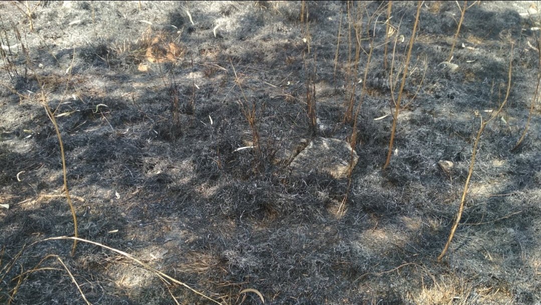 SharmilaAyyapps's tweet photo. Unauthorized burning of a large amount of Garbage causing residents around to choke. Ashes flying everywhere. KPCB doesn't even bother to pick calls. Sent a formal mail. Can the people of India have any hopes on such govt authorities? @CPCB_OFFICIAL @karnatakaspcb https://t.co/rrjB2PHONu