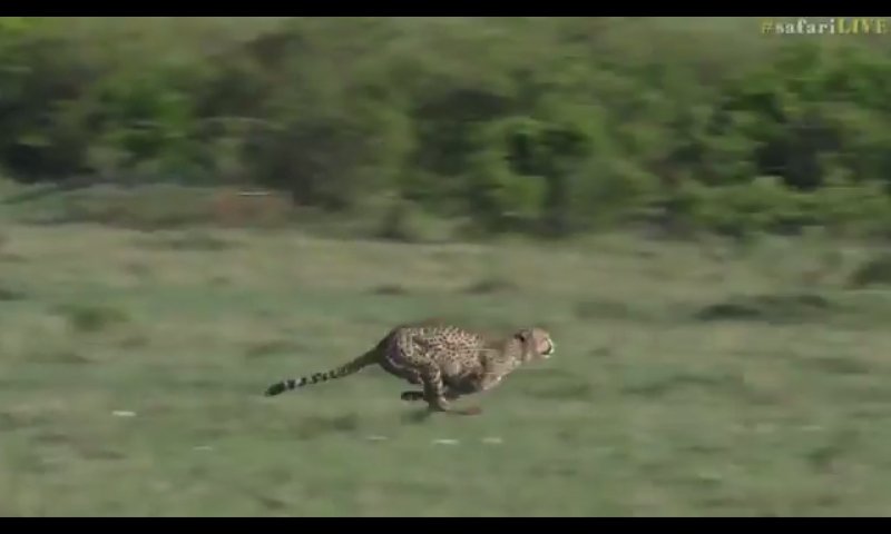 barbdavis666's tweet photo. @NKasheta CHEETAS!!! https://t.co/Ln37MByl0l