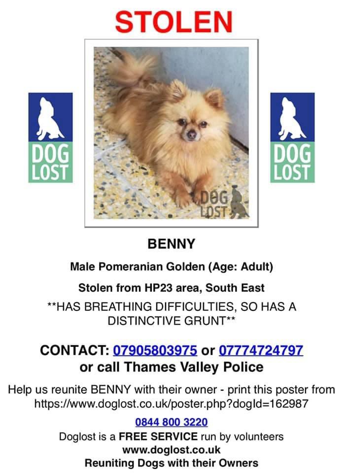 FlipFlopsInNov's tweet photo. @Sheridansmith1 @BBCOne Beautiful Benny stolen from owners car in Hertfordshire. Please keep an eye out. https://t.co/Aq6RSL7imk