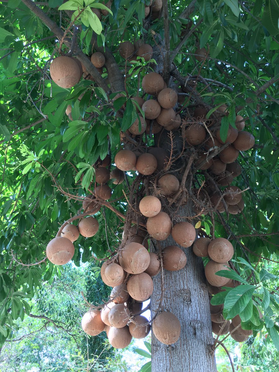 Tomoki Sando ホウガンノキ Couroupita Guianensis 形としては面白みに欠けるただ丸いだけの実なので 世界のふしぎな木の実図鑑には掲載しなかったけれど 木になっている姿は魅力的 南米原産だが タイでは仏教に関連づけられて寺院によく植栽されている