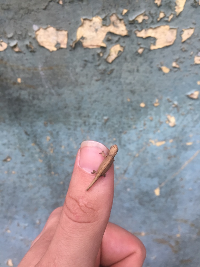 Curious about how we study tiny  #chameleons, why we look at their  #genitals, and how minuscule  #animals can change the way we understand the world? Here's a T H R E A D(1/21)