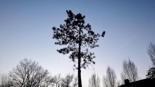 dc denison tweet media