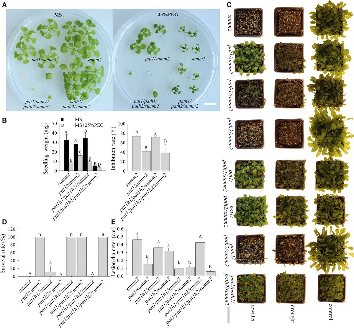 FEBS_Letters's tweet photo. 🧢 The #Arabidopsis thaliana #mRNAdecay factor PAT1 decaps ABA-responsive genes to regulate stress responses
→https://t.co/1rroUWjcxa
#plantstress #ABAsignaling #abioticstress #droughtstress #bioticstress #plantbiology #plantresearch https://t.co/JwL6PHNrFZ