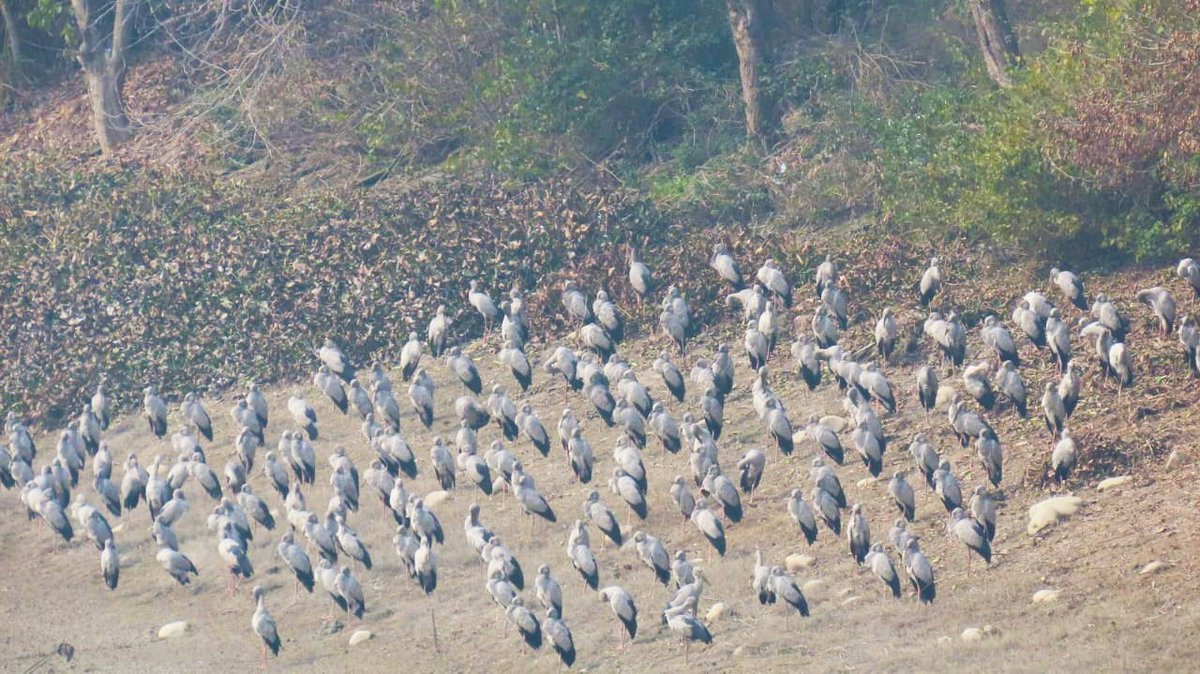 2021 #AsianWaterbirdCensus at Haiderpur #Wetland in UP resulted in count of 37,762 birds with impressive number of Graylag Goose,Gadwall,Common teal,Storks,waders n raptors. Securing habitat by Forest Dept is paying off. #waterbirdcount
@birdcountindia @BNHSIndia @WetlandsInt_SA