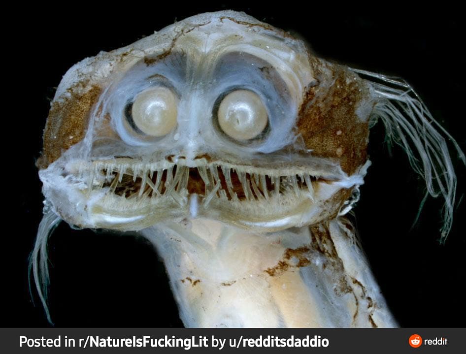 DoodleDave_'s tweet photo. I drew this Deep Sea Telescope fish the other day. He reminds me of Doc Brown.
#reddit #scaryfish #deepseafish #doodledavesmagicpencil #digitalart #art #drawing #procreate #creature #crazydrawing #doodle #creepy #fish #telescopefish https://t.co/i1lYQYS8HQ
