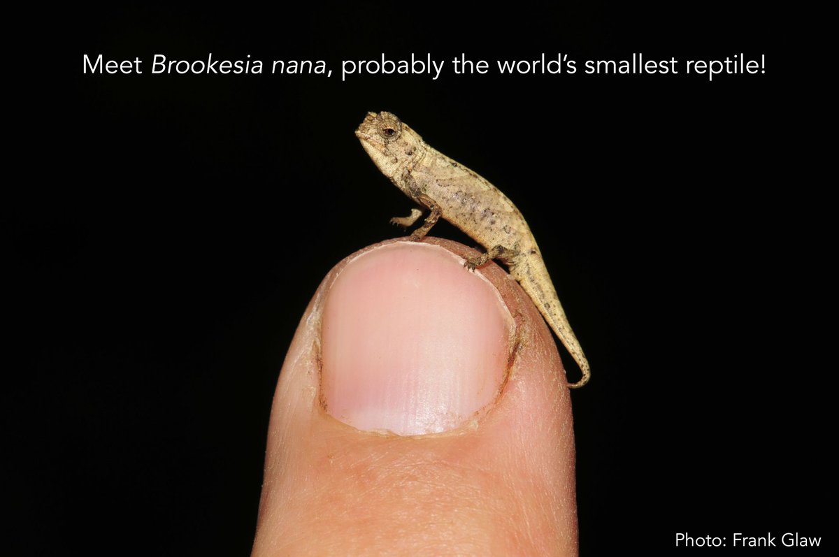 Brookesia range in size from the modestly sized Brookesia perarmata at ~110 mm total length, down to the smallest reptile in the world, Brookesia nana, described today in  @SciReports, with an adult male total length of 21.6 mm. (4/21) https://rdcu.be/cemcW&nbsp;