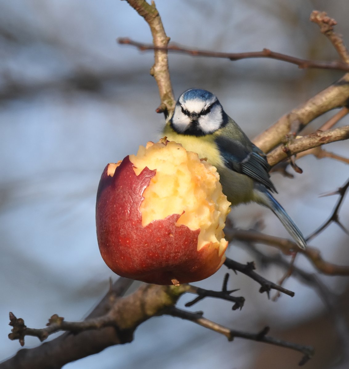 DaveyManMcG's tweet image. We can&apos;t go far these days but there&apos;s always some local interesting and entertaining wildlife to see close to home. Take the time to watch and listen it&apos;ll do you the world of good lalows.blogspot.com/2021/01/three-… #Blackpool #WildBlogs #NorthernGreenhouse #FyldeFuture