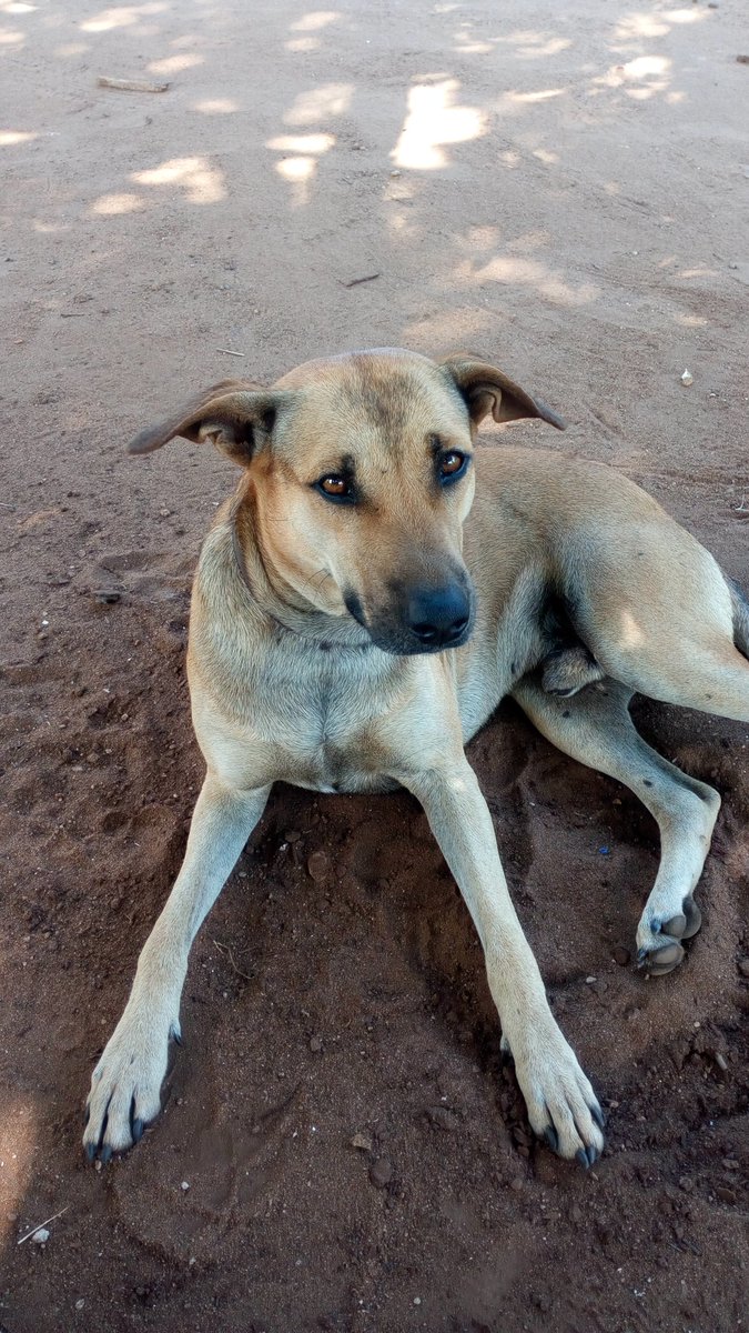 Gichy_'s tweet photo. One day. Years ago. Mike left In the morning for a normal walk in Ukunda. After 5/7yrs around, Mike never returned on that fateful day. #BringMikeHome
😭😭😭😭 https://t.co/sw2OsJ3hSG